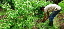 Gestores se capacitan en la creaci&oacute;n de huertas urbanas que integrar&aacute;n los comedores comunitarios de Cali 