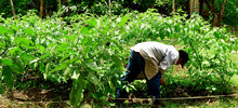 Gestores se capacitan en la creaci&oacute;n de huertas urbanas que integrar&aacute;n los comedores comunitarios de Cali 