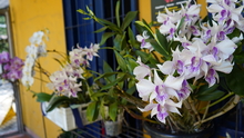  El Orquideorama: un espacio &uacute;nico para conectarte con la naturaleza, realizar reuniones, exposiciones y conferencias