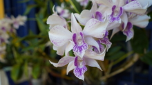  El Orquideorama: un espacio &uacute;nico para conectarte con la naturaleza, realizar reuniones, exposiciones y conferencias