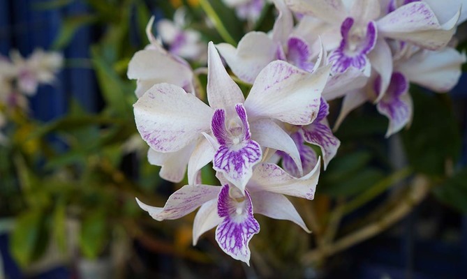 El Orquideorama: un espacio &uacute;nico para conectarte con la naturaleza, realizar reuniones, exposiciones y conferencias