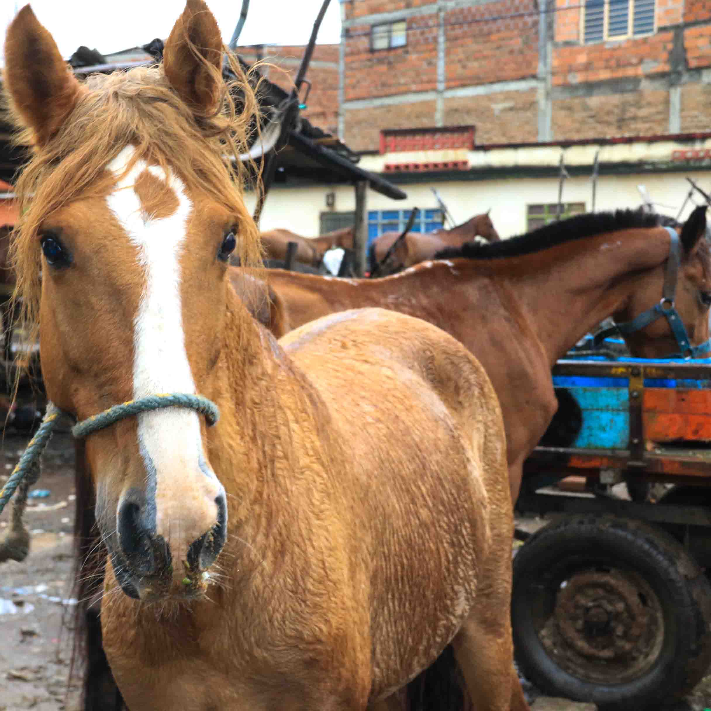 Un nuevo comienzo para ‘Zepelín’, el caballo que le ha dado todo a una familia del oriente de Cali Un nuevo comienzo para ‘Zepelín’, el caballo que le ha dado todo a una familia del oriente de Cali