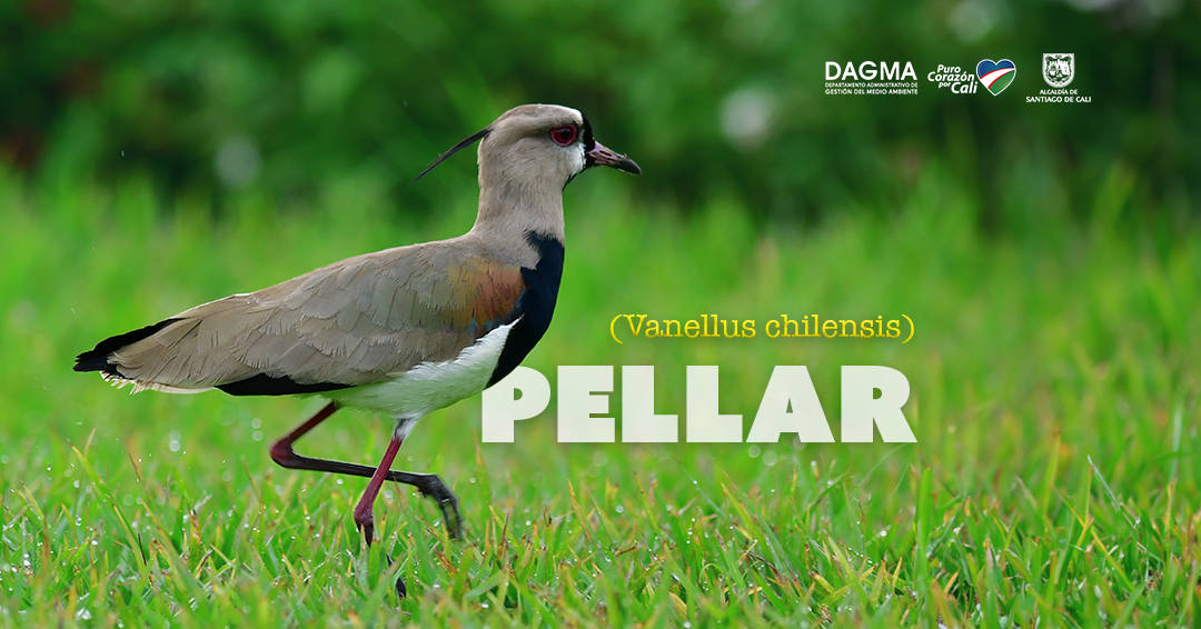 Descubre la fascinante vida del pellar Descubre la fascinante vida del pellar