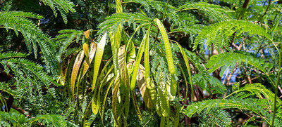 Proyecto de resoluci&oacute;n mediante la cual se declara a la Leucaena como especie arb&oacute;rea ex&oacute;tica invasora y se regula su manejo