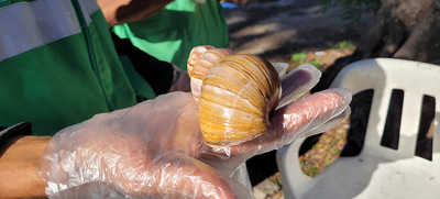 &nbsp;Dagma combate la proliferaci&oacute;n del Caracol Africano