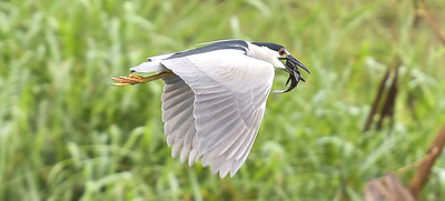 En estudio del Concejo la Semana de las Aves de Santiago de Cali, en febrero. D&eacute;jenos conocer su opini&oacute;n.