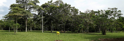 Proyecto de decreto - Manual de Silvicultura Urbana de Santiago de Cali - MSU