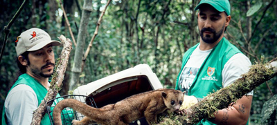 Un perro de monte y dos zarig&uuml;eyas, libres en su verdadera casa