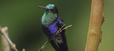 Los colibr&iacute;es se tomar&aacute;n a Cali para llenar la ciudad de luz y alegr&iacute;a.
