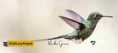 &iexcl;Espectaculares! Estas son las mejores fotos de colibr&iacute;es tomadas en Cali