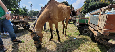 En Cali, caballos y yeguas se liberan de a&ntilde;os de trabajo forzado