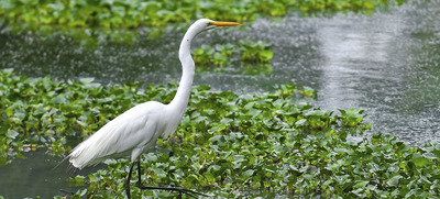 D&iacute;a Mundial de los Humedales: un 2023 por su restauraci&oacute;n