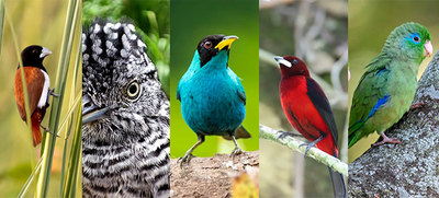 &lsquo;Coraz&oacute;n de Pance&rsquo; alberga casi el 20% de las especies de aves que habitan en Cali