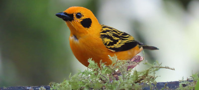 Disfrute del 1er encuentro Cali Ciudad de las Aves
