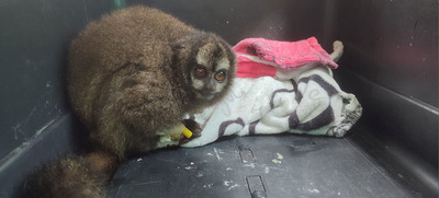 Primate rescatado en Granada, posible v&iacute;ctima del tr&aacute;fico de fauna silvestre