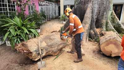 Dagma ha erradicado 13.500 &aacute;rboles que generaban riesgo en la ciudad