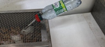Autoridades realizaron aprehensi&oacute;n preventiva de 180 espec&iacute;menes en laboratorio de Caucaseco