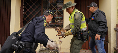Allanan vivienda para rescatar animales v&iacute;ctimas de maltrato y abandono