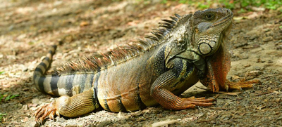 La fascinante iguana verde: caracter&iacute;sticas, distribuci&oacute;n y su rol vital en los ecosistemas