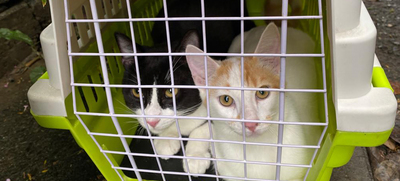 Unidad de Protecci&oacute;n Animal realiza control a colonias de gatos