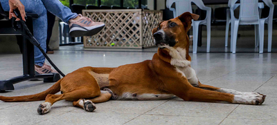 As&iacute; es el protocolo de ingreso al Centro de Bienestar Animal de Cali