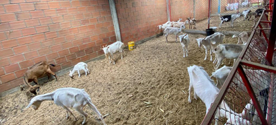 Unidad de Protecci&oacute;n Animal atendi&oacute; caso de animales en estado de desnutrici&oacute;n