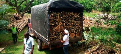 Madereros ya pueden registrar el libro de operaciones forestales de forma virtual