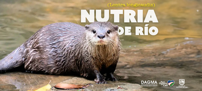 Nutria de r&iacute;o: guardiana de la biodiversidad en ecosistemas acu&aacute;ticos de Cali