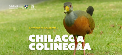 La Chilacoa: un tesoro alado en el coraz&oacute;n de Cali