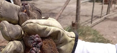 Un solo incendio y miles de p&eacute;rdidas de vida silvestre