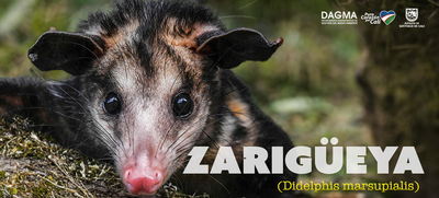La zarig&uuml;eya: un vecino nocturno en Santiago de Cali