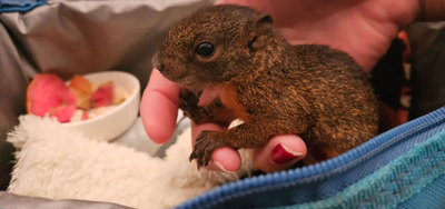 Ardilla rescatada en incendio de Altos de Menga se recuper&oacute; y fue devuelta a un h&aacute;bitat natural