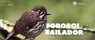 El Tororoi Bailador: un tesoro de la biodiversidad local