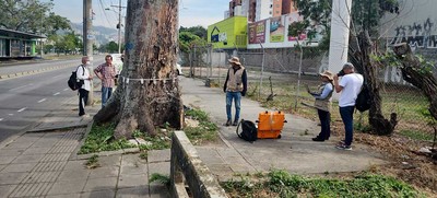Pudo m&aacute;s la inconsciencia: autoridades ambientales tendr&aacute;n que talar octogenaria Ceiba Pentandra