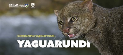 Yaguarund&iacute;: el felino oculto de Santiago de Cali