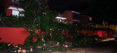 Fuertes lluvias desatan emergencia con varios &aacute;rboles colapsados