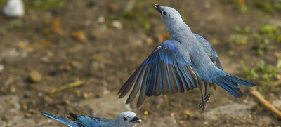 La 10&ordf; versi&oacute;n de Colombia Birdfair llega a Cali