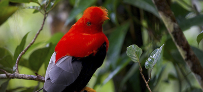 Programaci&oacute;n de Feria Internacional de Aves, Colombia Birdfair 2024