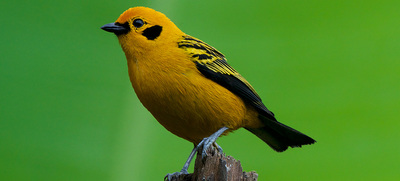 &iquest;Quieres ir al Colombia BirdFair 2024? Estos son sus eventos gratuitos