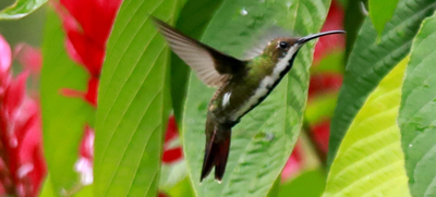 Colombia Birdfair, transforma vida con las aves y dinamiza la econom&iacute;a cale&ntilde;a