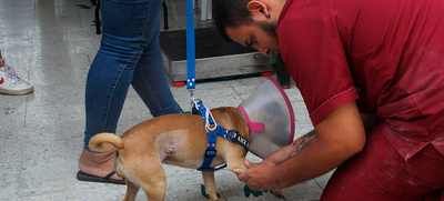 Unidad Administrativa Especial de Protecci&oacute;n Animal realiz&oacute; jornada de  esterilizaci&oacute;n en la Comuna 20 de Cali