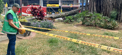 Una poda irregular habr&iacute;a causado la afectaci&oacute;n del emblem&aacute;tico &aacute;rbol de caucho en el Parque del Perro