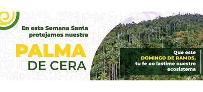 Acciones de amor y fe por el medio ambiente: en Semana Santa protejamos la palma de cera