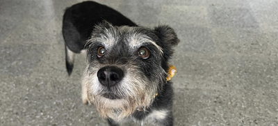 Perritos del Centro de Bienestar - Protecci&oacute;n Animal se toman el Estadio Pascual Guerrero