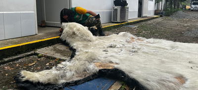 El Dagma contin&uacute;a con el proceso de investigaci&oacute;n de la que ser&iacute;a la piel de un oso polar que lleg&oacute; a Cali