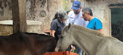 UAEPA rescata cuatro caballos en operativo en la comuna 19 sector La Sirena