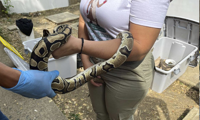 DAGMA realiz&oacute; cirug&iacute;a vital para salvar a boas afectadas con un virus