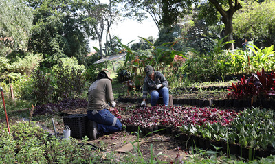 &lsquo;Volvamos a mi Cali Bella&rsquo;: Dagma alista 300 plantas rojas para iniciar la recuperaci&oacute;n ambiental del puente de la autopista Suroriental con calle 25