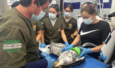 En el Hogar de Paso del Dagma avanza la recuperaci&oacute;n del &aacute;guila coronada herida: hay esperanza de libertad para una especie en peligro