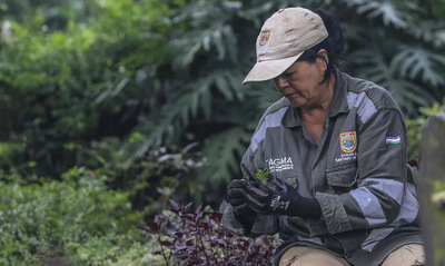 Con la reproducci&oacute;n de m&aacute;s de 43 mil plantas, avanzan en Cali los trabajos de ajardinamiento y renaturalizaci&oacute;n